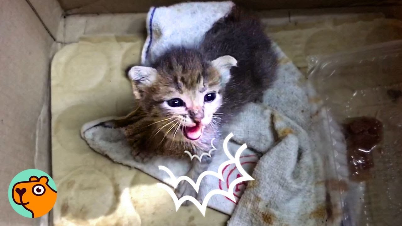 Lady Found a Kitten in a Box, Then Everything Changed | Cuddle Buddies