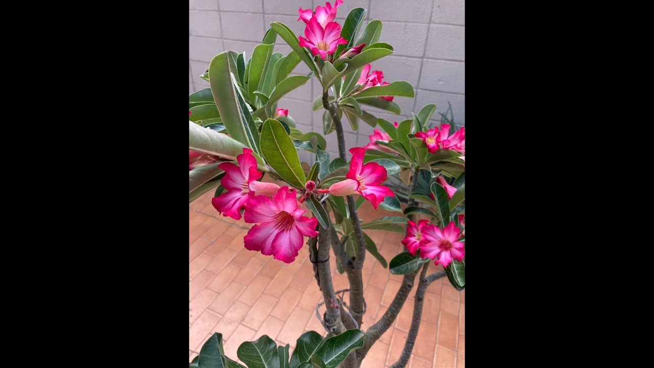 FERTILIZANTE FLORAL PARA LAS ROSAS DEL DESIERTO