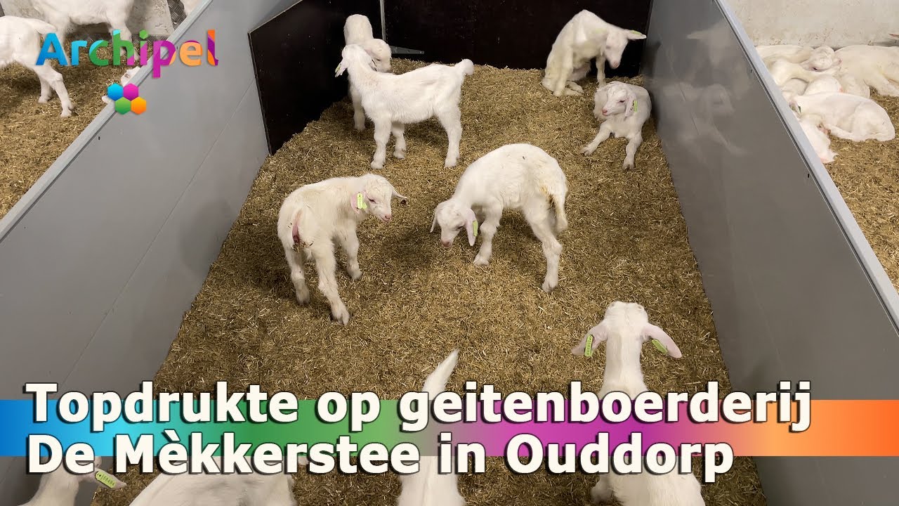 Topdrukte op geitenboerderij De Mèkkerstee in Ouddorp, jonge geitjes!