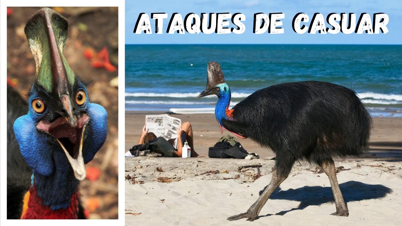 AS PESSOAS NÃO CONHECEM O ANIMAL MAIS NERVOSO DO MUNDO! TURISTAS NAS PRAIAS ATACADOS PELO CASUAR!