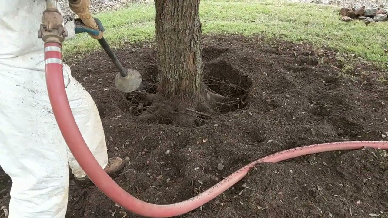 How to Expand Critical Root Zone with Collar Excavation, Aeration, Decompaction, and Excess Mulch