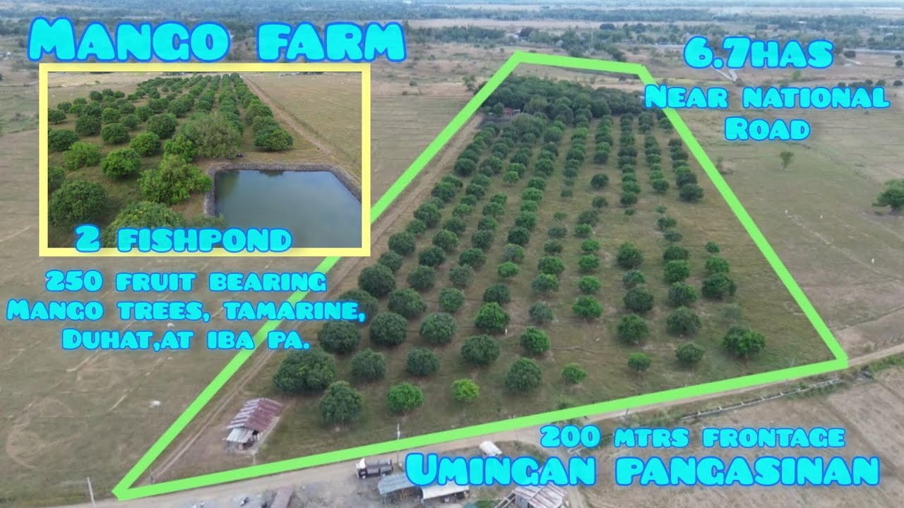 Lot#753 Residential Mango Farm. W/concrete fishpond,kulungan ng baboy, old house, near national road