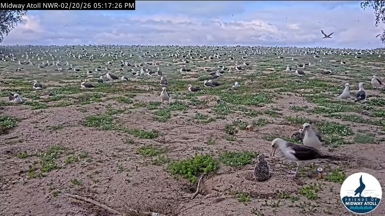 Midway Atoll NWR Wildlife Cam 2026/02/20