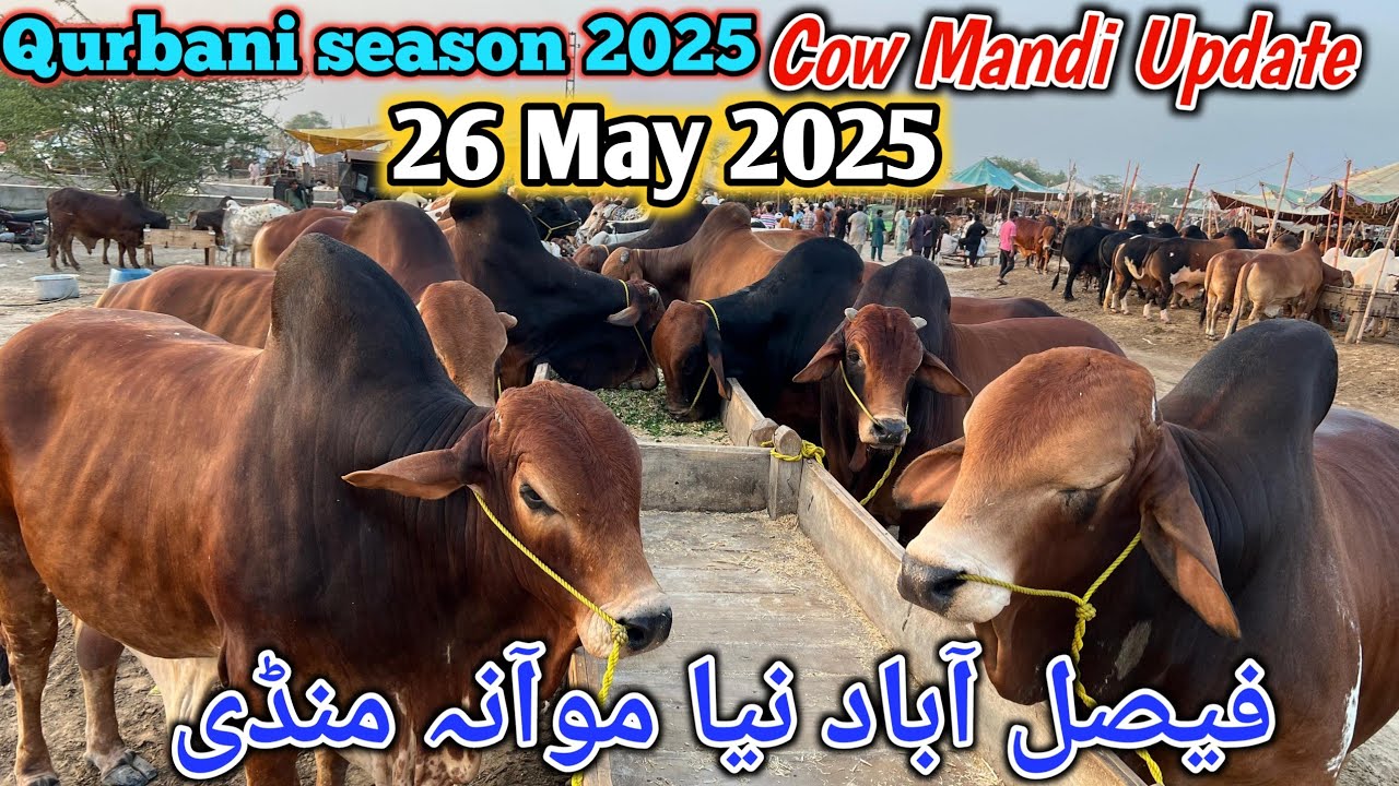 Faisalabad Naimuana Mandi latest update || May 26, 2025