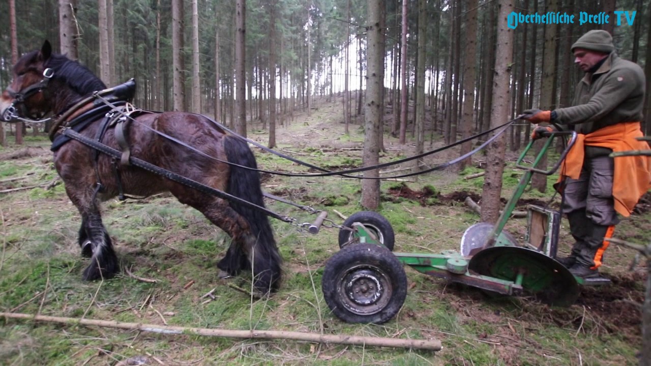 Knochenarbeit für den Wald