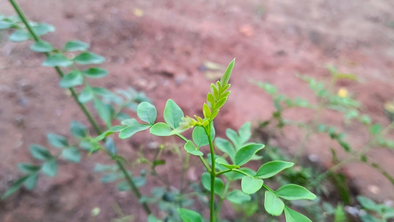 😍 💁வீட்டுத் தோட்டம் வாசல் சாணி போட்டு முழுகுவது