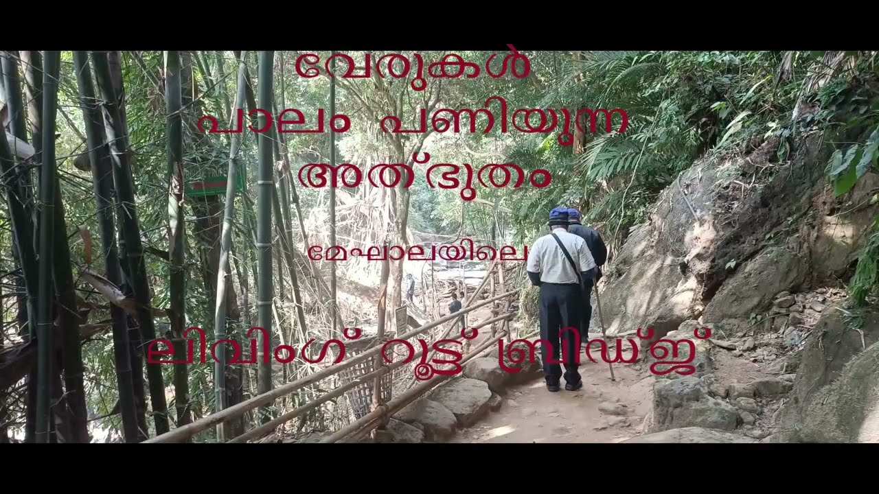 വേരുകൾ പണിയുന്ന പാലം Living Root Bridge nowet megalaya 