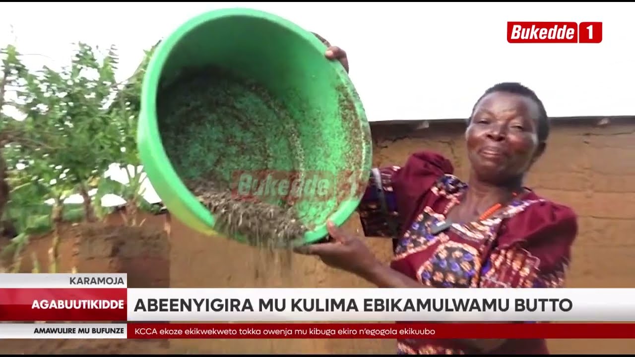 Agabuutikidde Abeenyigira mu kulima ebikamulwamu butto, basiimye Gavumenti okubayigiriza okukola baa