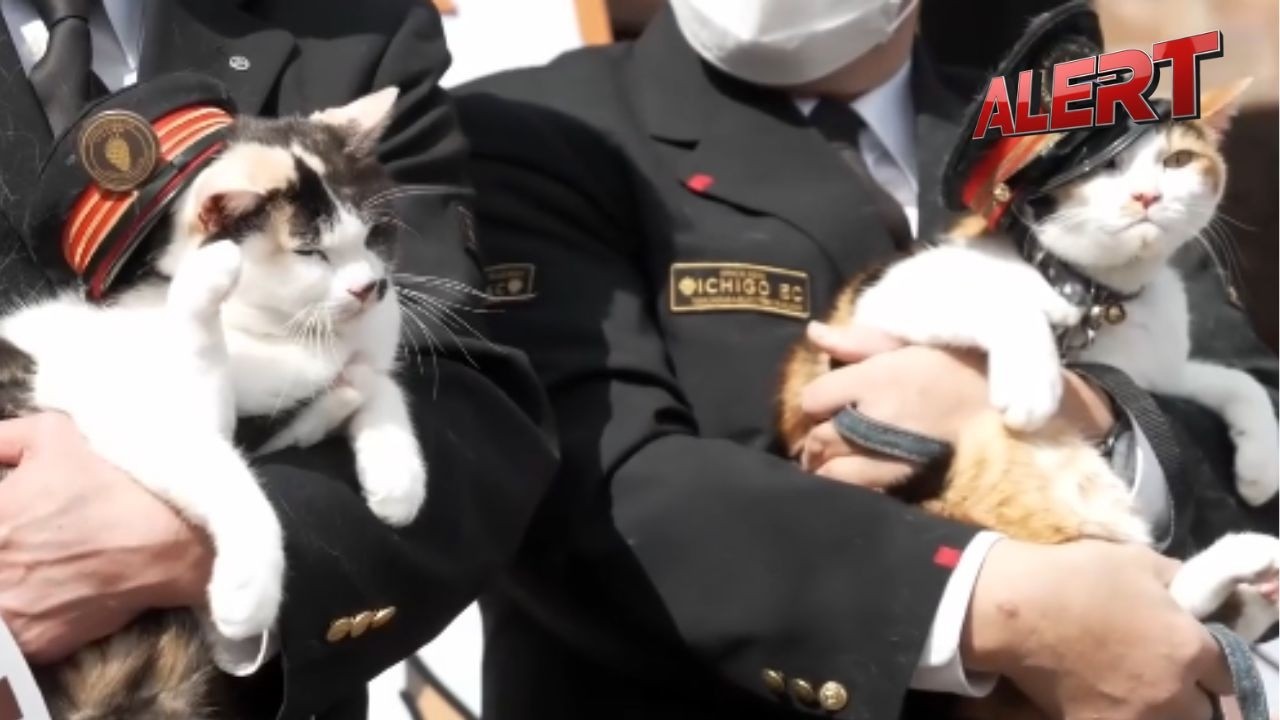 From Platform to Paw-dium: Cats Steal the Show in Japanese Station on Cat Day | ALERT News