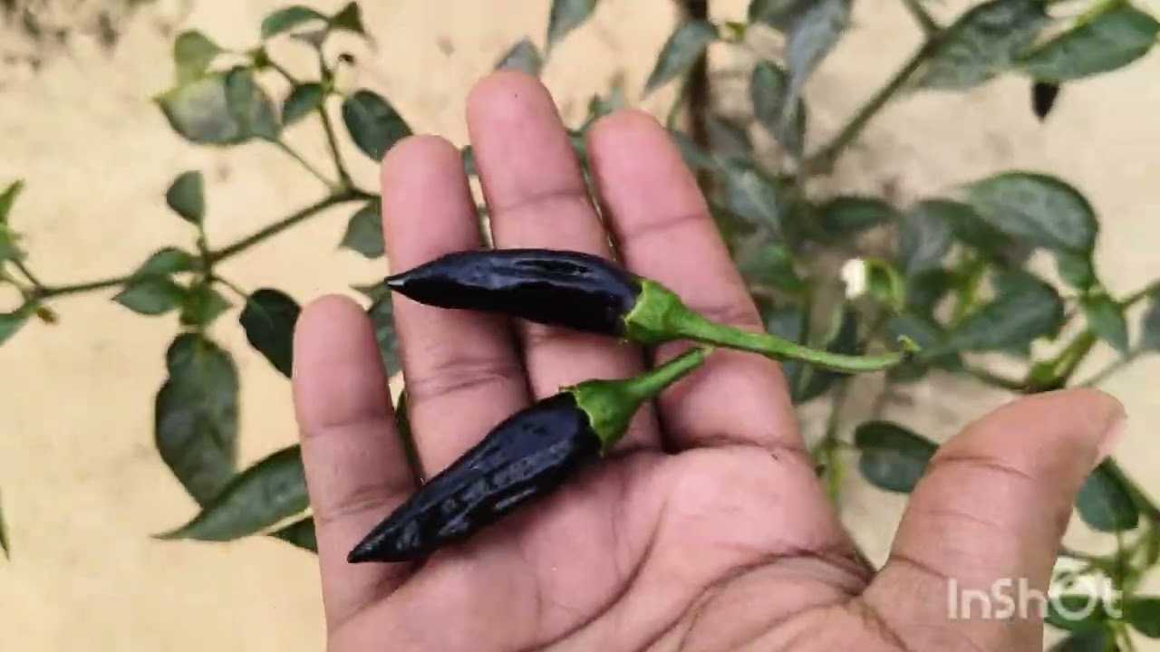 অনেকদিন পর কিন্তু ডালের বড়ি করলাম