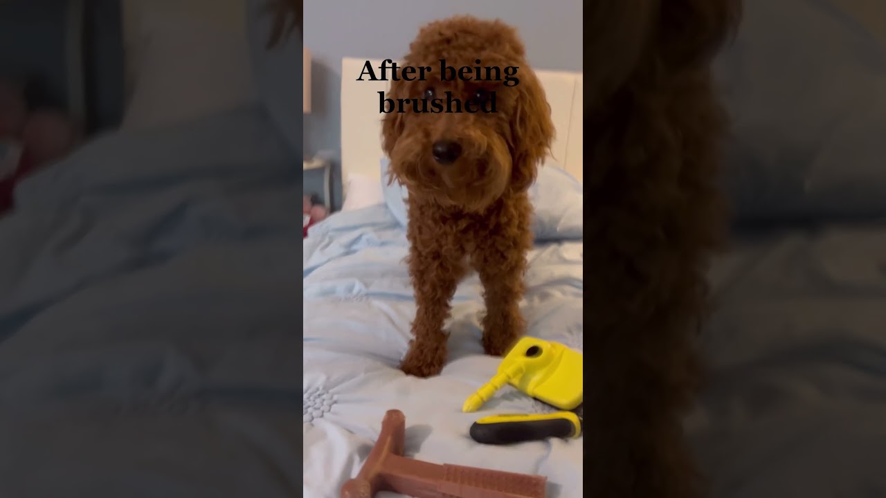 Full video: link in description #groomed #soft #fluffy #adorable #dog #goldendoodles #brushing