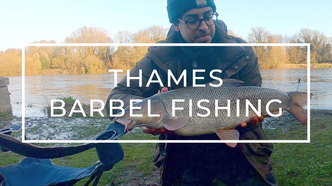 Thames Barbel Fishing | Little Bear, the Swan and the Mixed Bag | Weird Things When Fishing