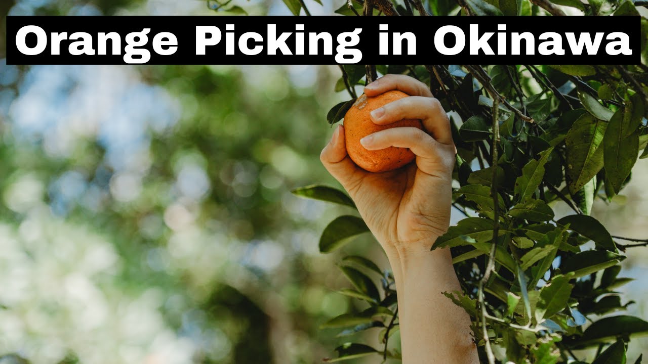 ORANGE PICKING IN OKINAWA, JAPAN (what are Tankan/Okinawan oranges)