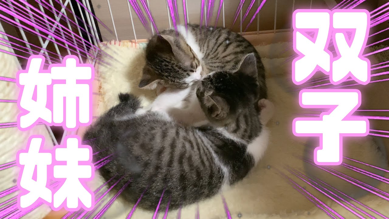 【保護猫】お迎え初日の子猫たちを初公開！家族になりました！
