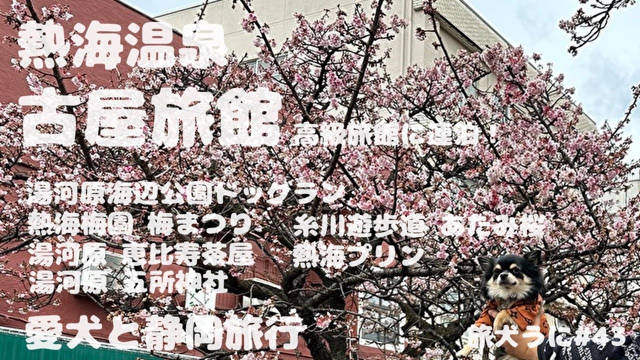 犬【#43 熱海】古屋旅館 2023 ​⁠旅犬うに @uni-channel2022