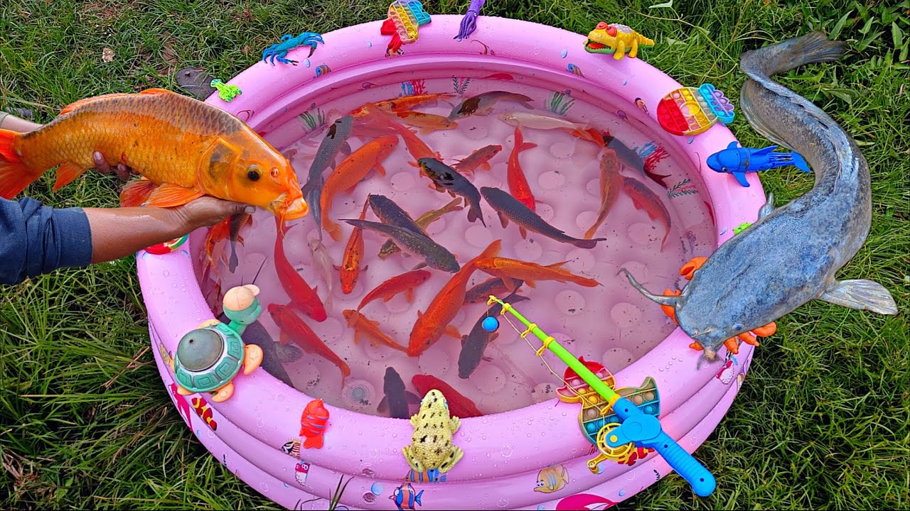 Mancing banyak ikan hias di kolam, ikan koi, ikan lele, ikan cupang, ikan besar, kura kura, bebek