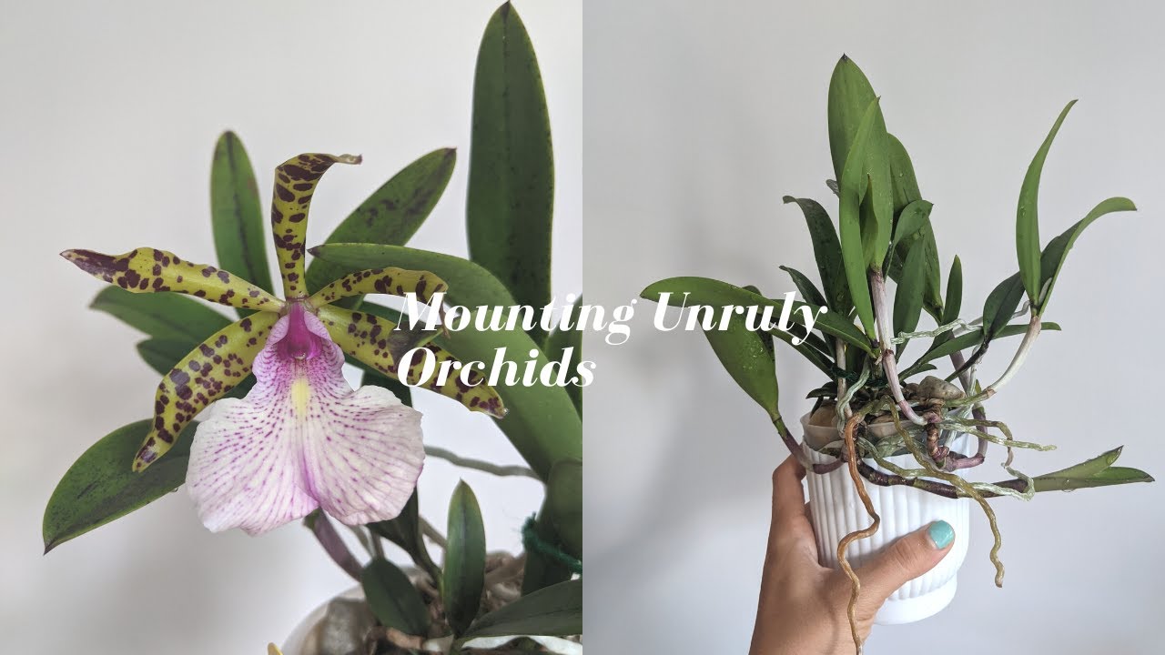 Mounting Cattleya Orchids on Wood | Taming an Unruly Orchid with Multiple Directions of Growth