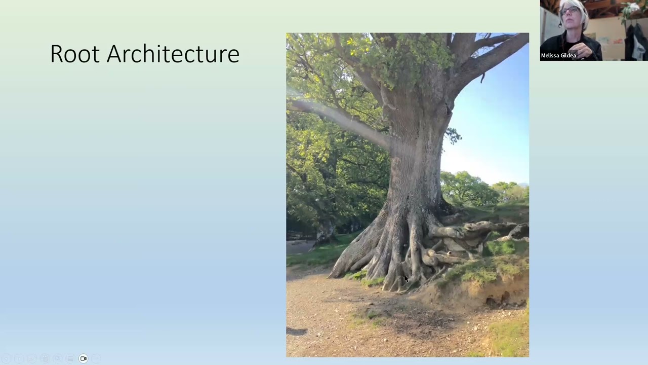 Exploring Assumptions about Tree Roots