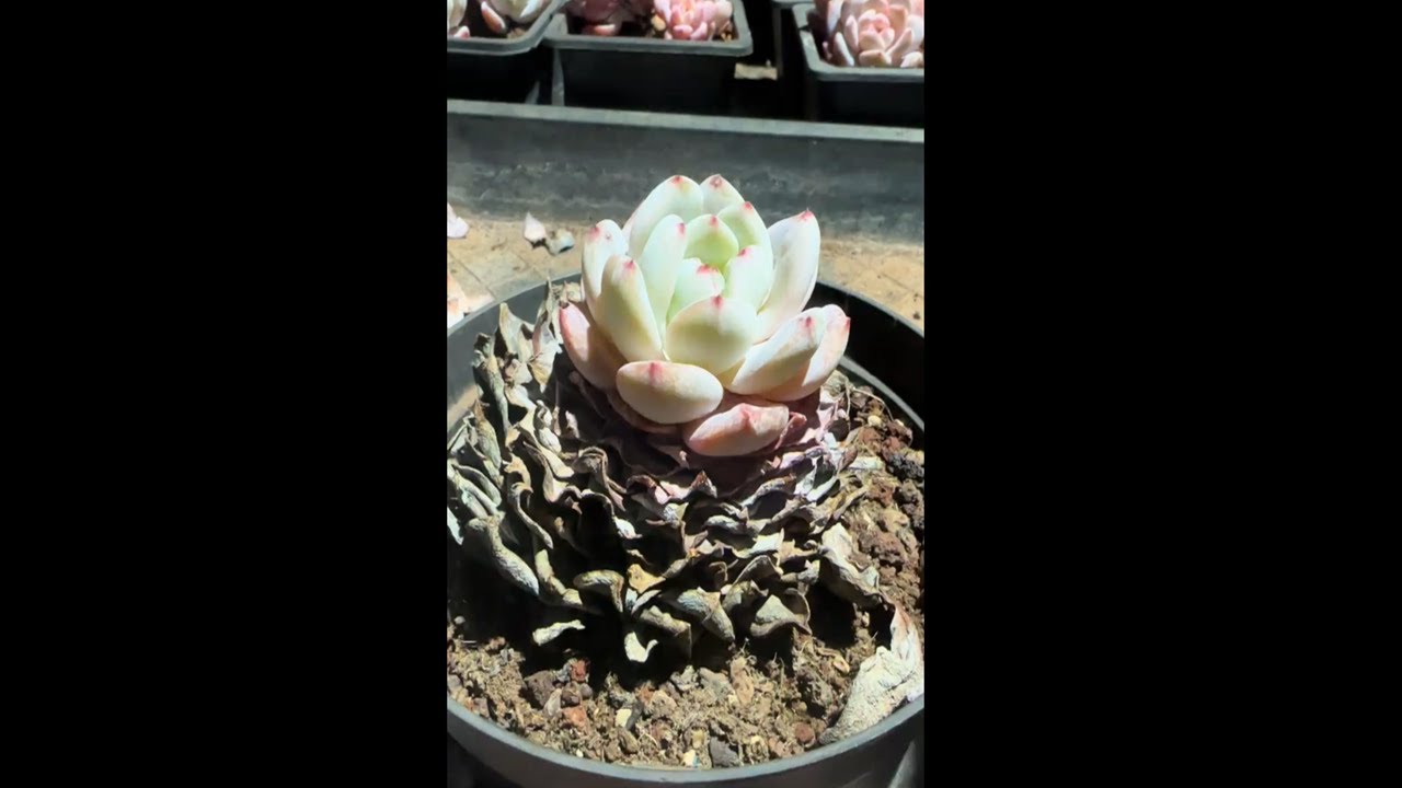 Beginner to Expert Succulent Care Guide | Healthy Growth Tips