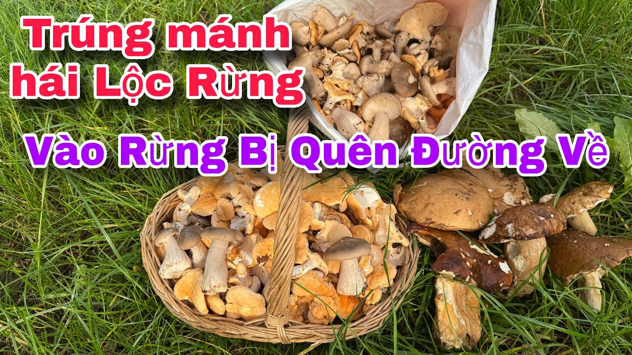 TRÚNG MÁNH ĐỦ LOẠI NẤM, NẤM NƯỚNG CAY CAY THIỆT LÀ NGON 