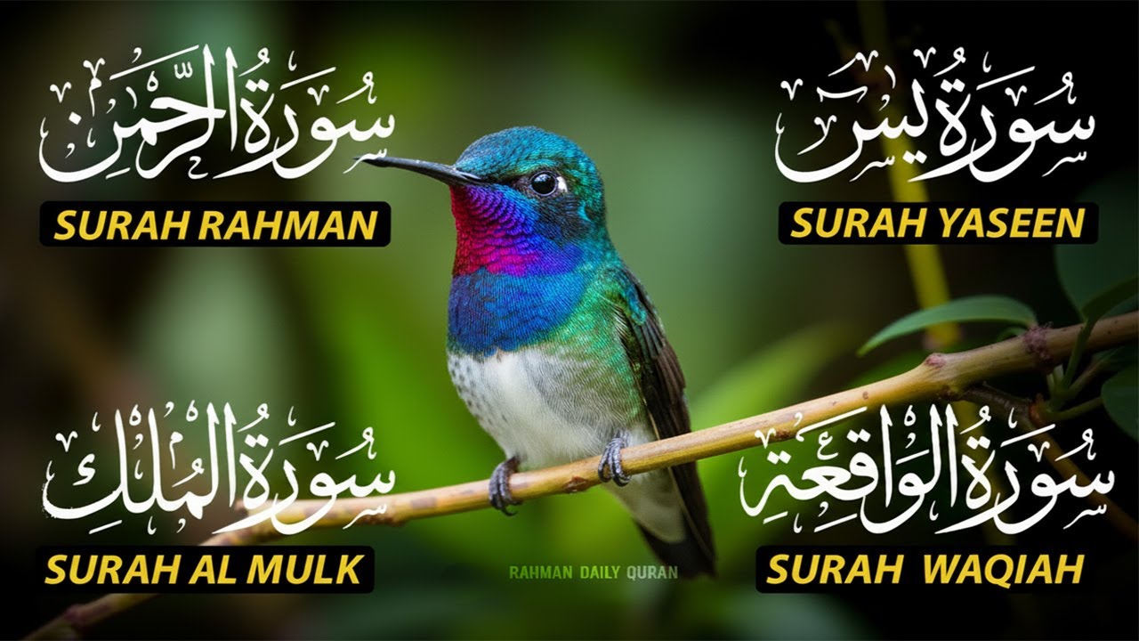 Beautiful Surah Yaseen (Yasin) | Surah Rahman | Surah Waqiah | Surah Mulk |