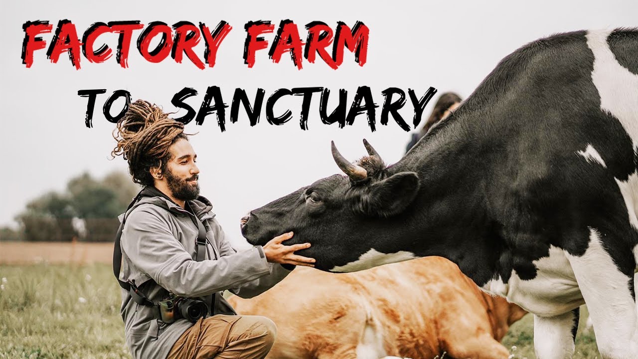 How a FACTORY FARM became a vegan animal SANCTUARY!