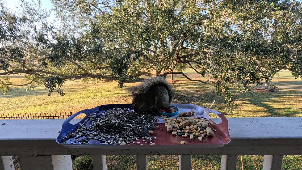 Squirrel Devourers Bird Seed