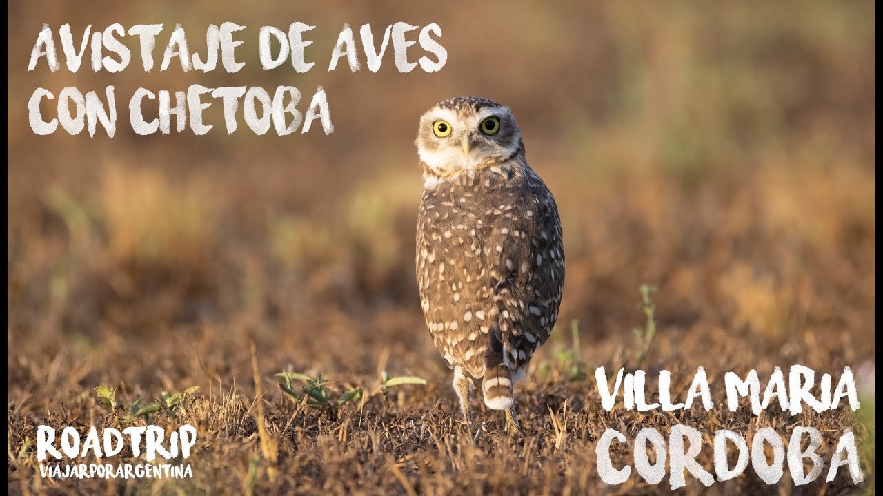 Avistaje de aves en Villa María de la mano de CheToba
