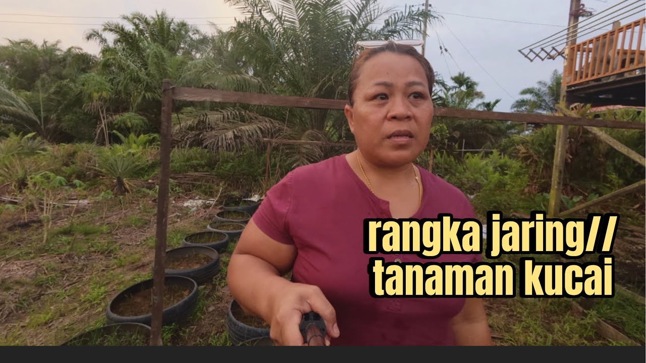 Membuat rangka jaring hitam /kibung untuk tanaman kucai atau lokio