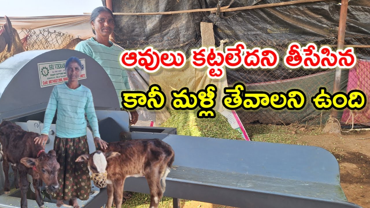 కట్టలేదని ఆవులు తీసేసినం only 3 cows in my dairy farm @MalleshAdla
