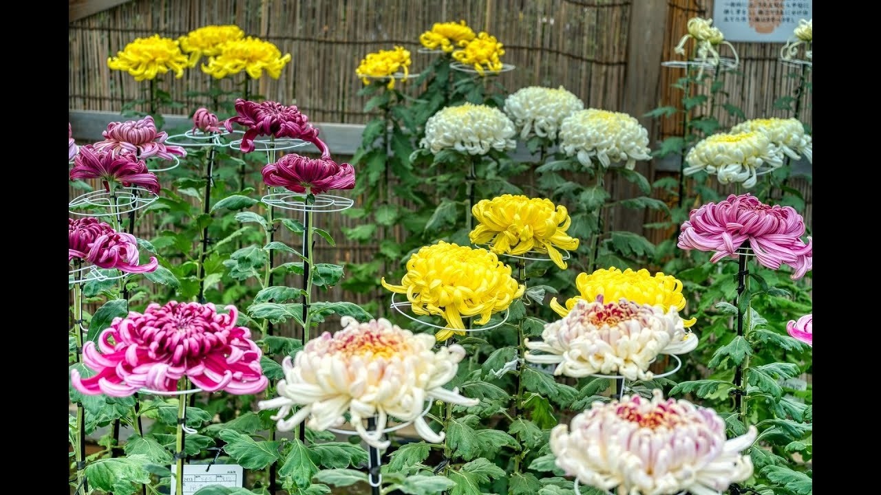 三渓園 菊花展 2025