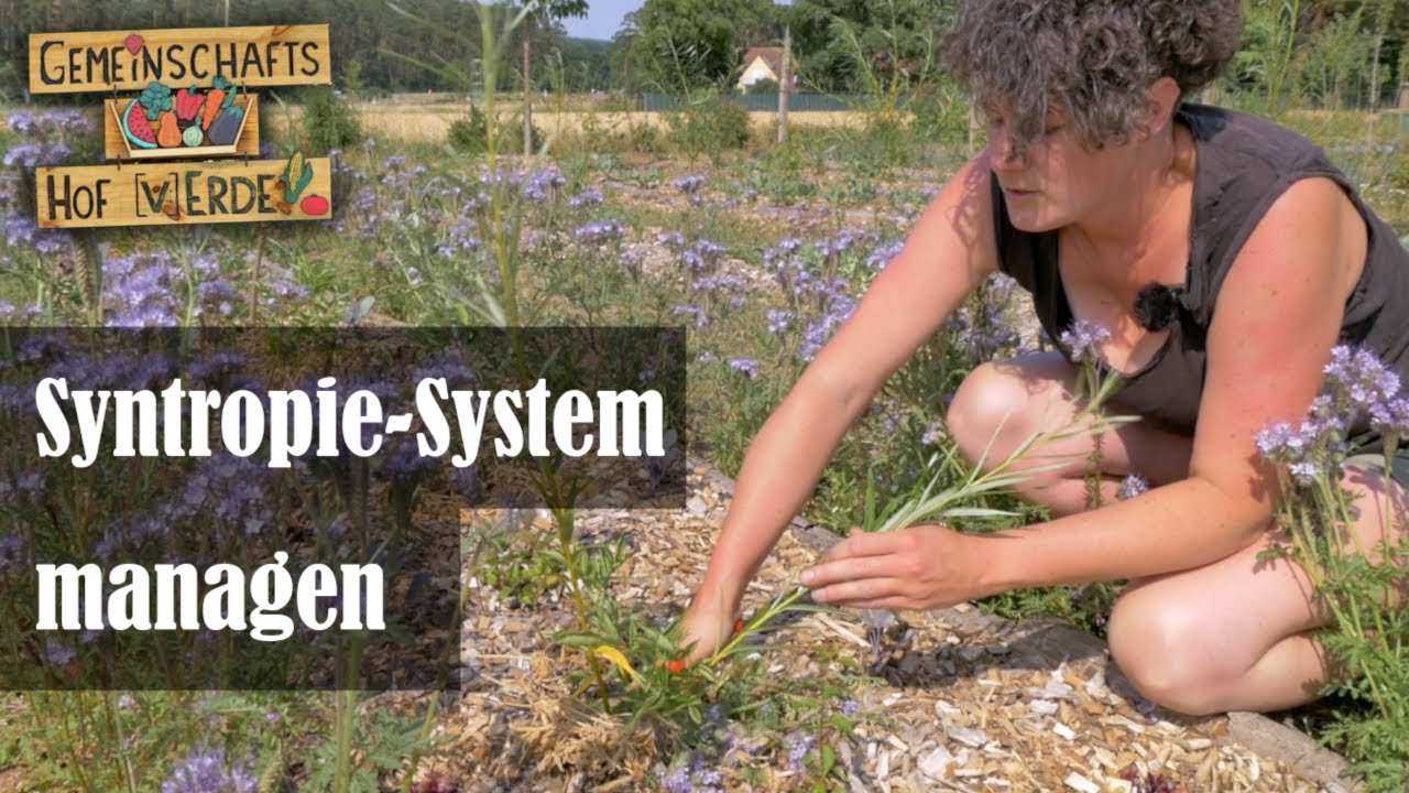 Unser Syntropischer Agroforst im ersten Jahr und wie wir ihn managen 🌱🌳🍃🍂