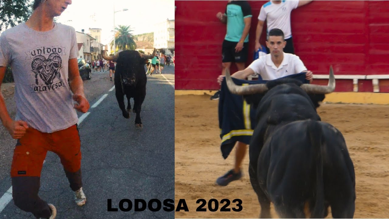 4 Toros en la soga y 2 Toros en la plaza. Lodosa 2023
