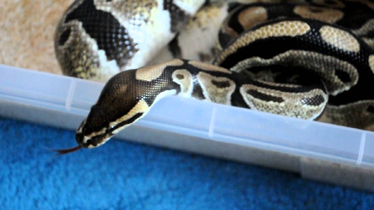 03 Normal Female - new addition to GPreptiles!