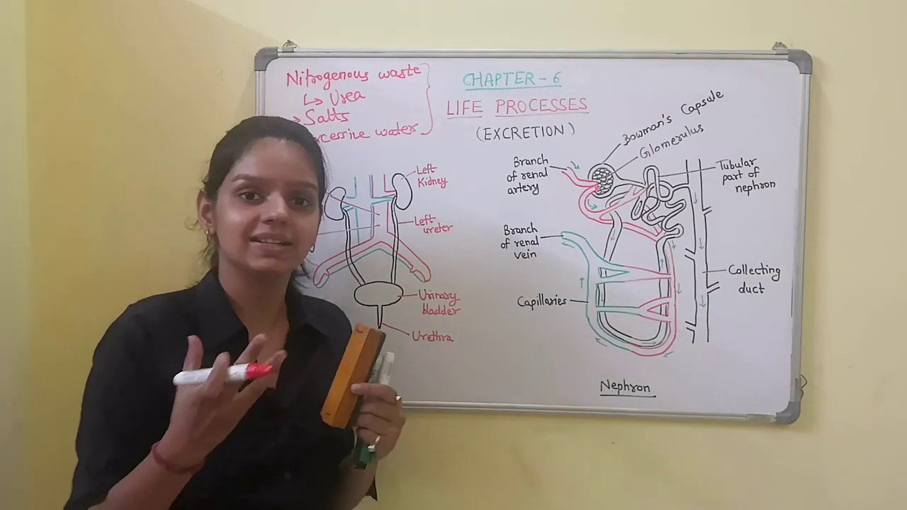 Life processes (part-7 Excretion) Class 10 Science CBSE (Hindi)