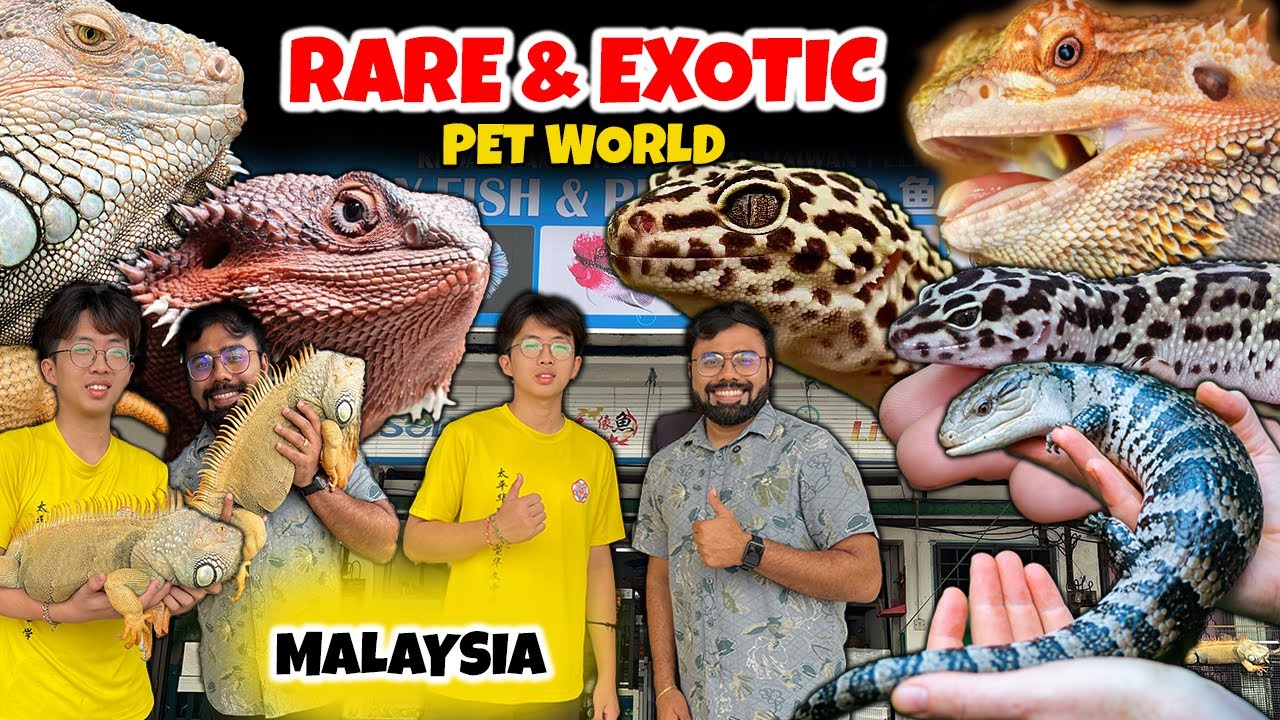 Rare & Exotic Pets in Malaysia | Hidden Pet World | Unseen Rare Pet Animals