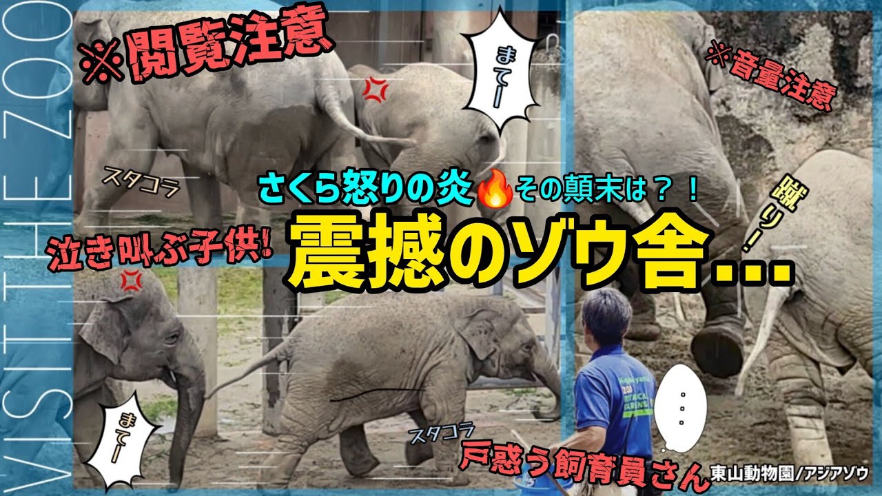 【うらら】ブチギレるゾウに観客が愕然！飼育員さんも困惑、戦慄のゾウ舎 #東山動物園 #うらら #アジアゾウ