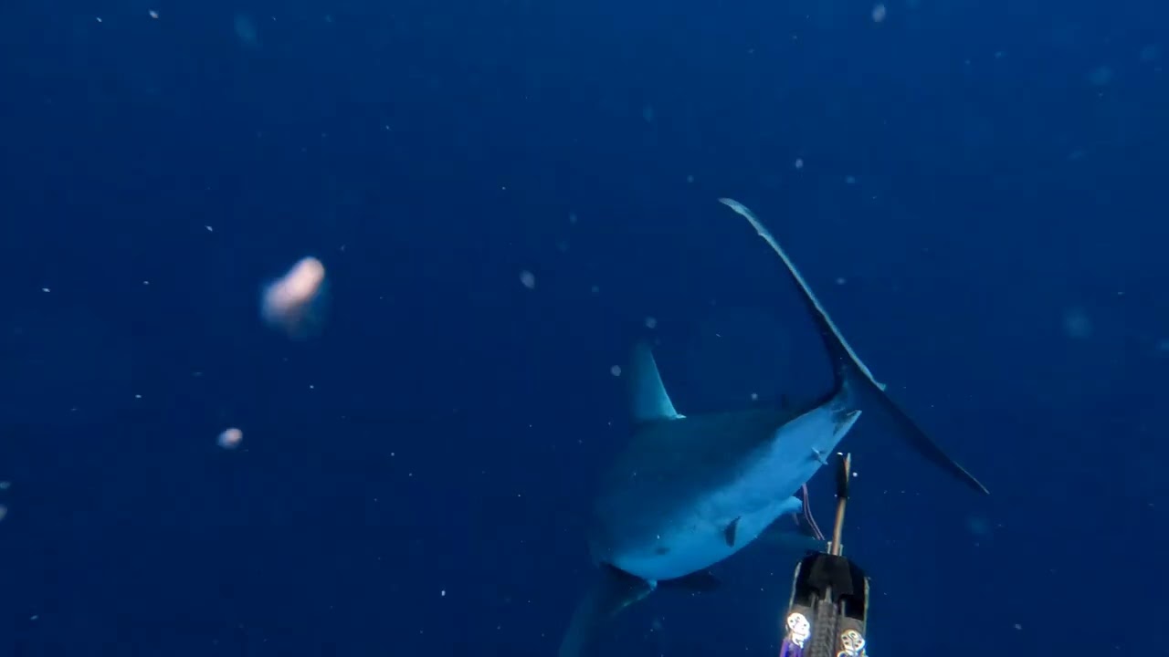 Diver Has a Close Encounter With a Big Mako Shark || ViralHog
