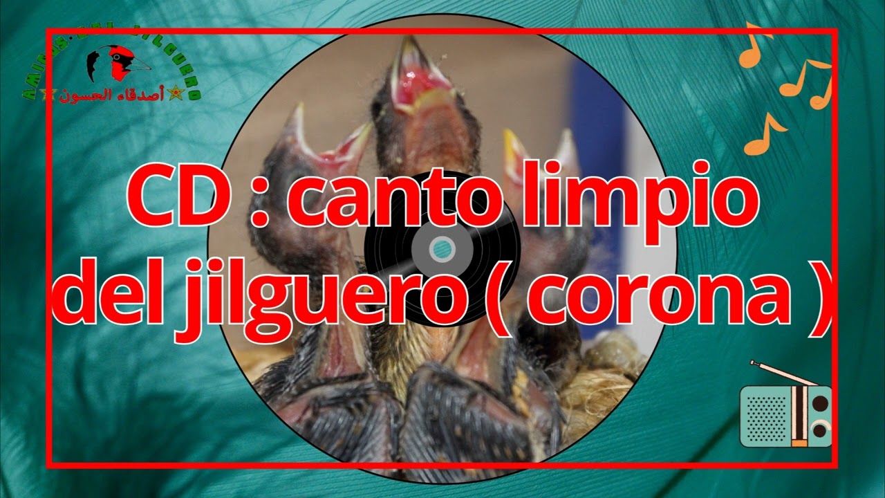 CD : canto limpio del jilguero  ( corona )