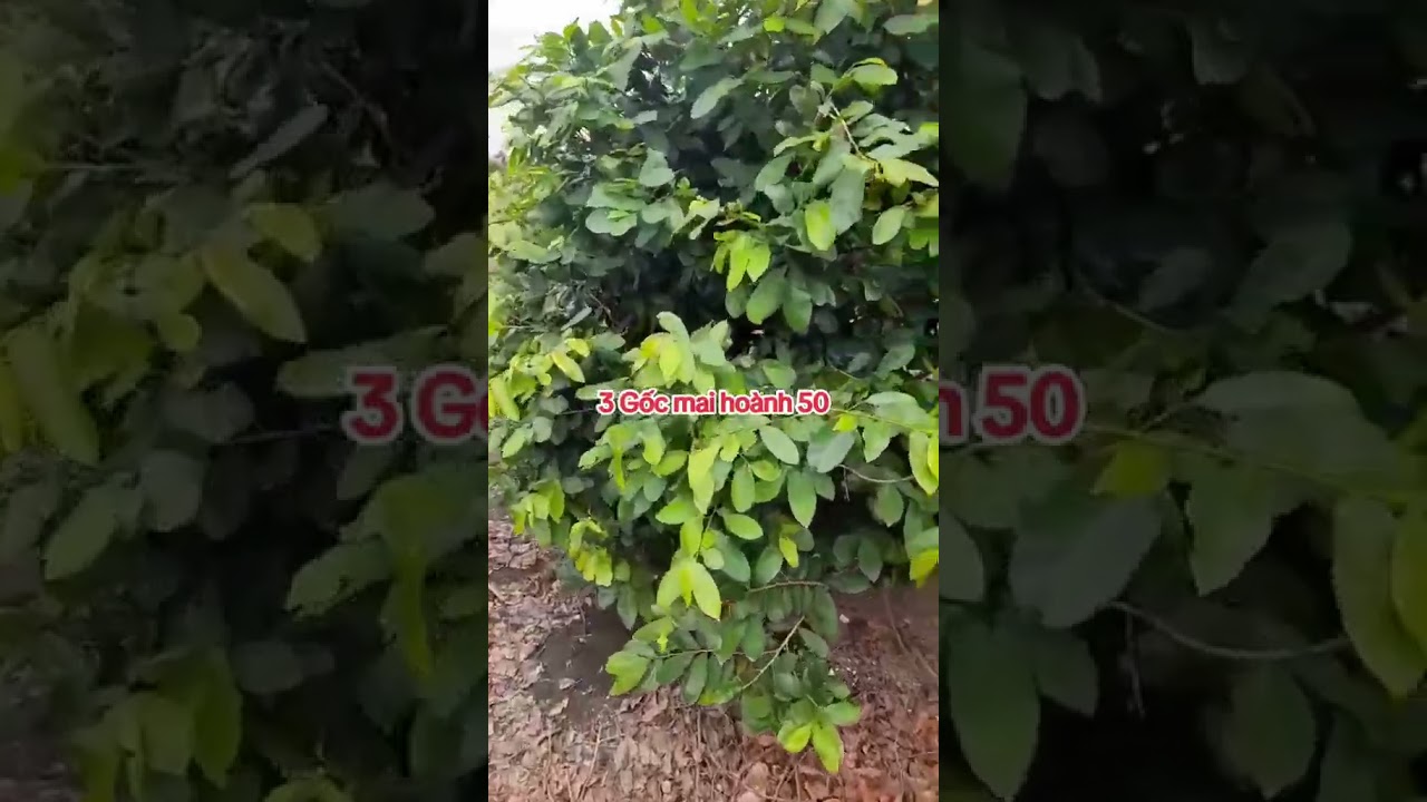 3 Gốc mai ho&agrave;nh 50 #bosaimaivang #sieubongbinhloi #vuonmaihuuduc #cachtrongmai