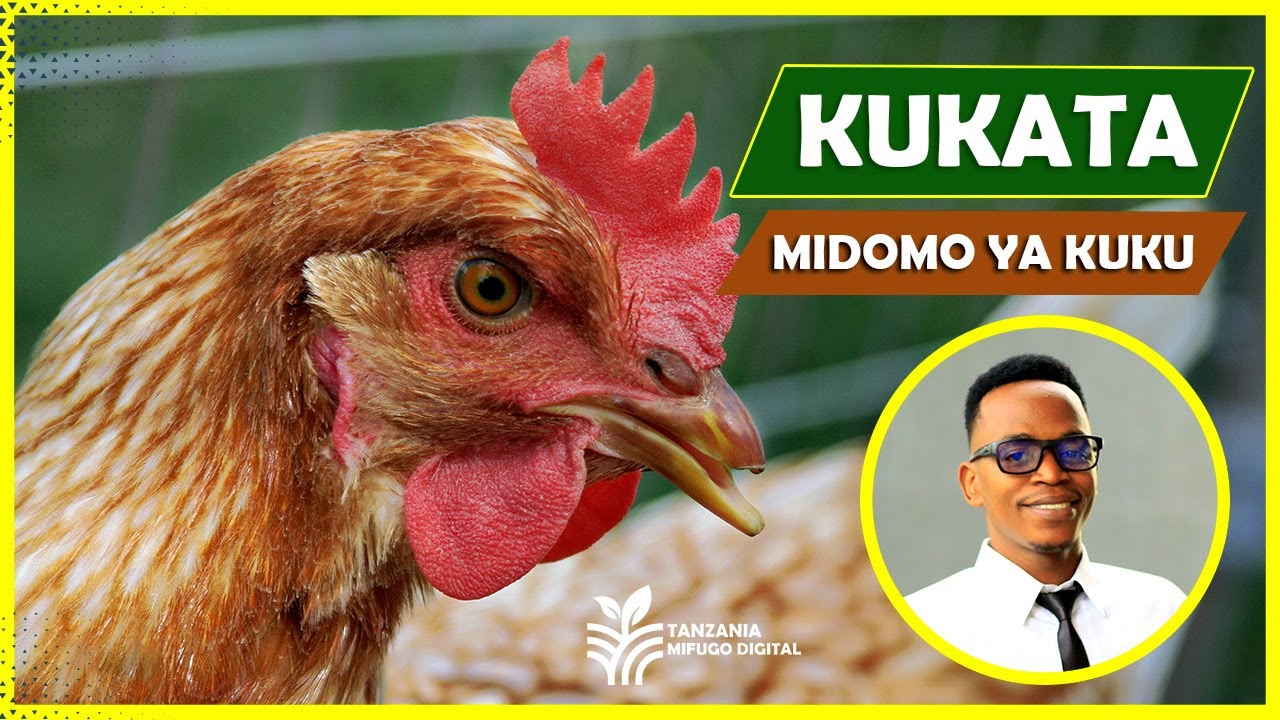 USIKATE TU MIDOMO YA KUKU (DEABEAKING) , FUATA HATUA HIZI UKATAJI WA MIDOMO YA KUKU. 
