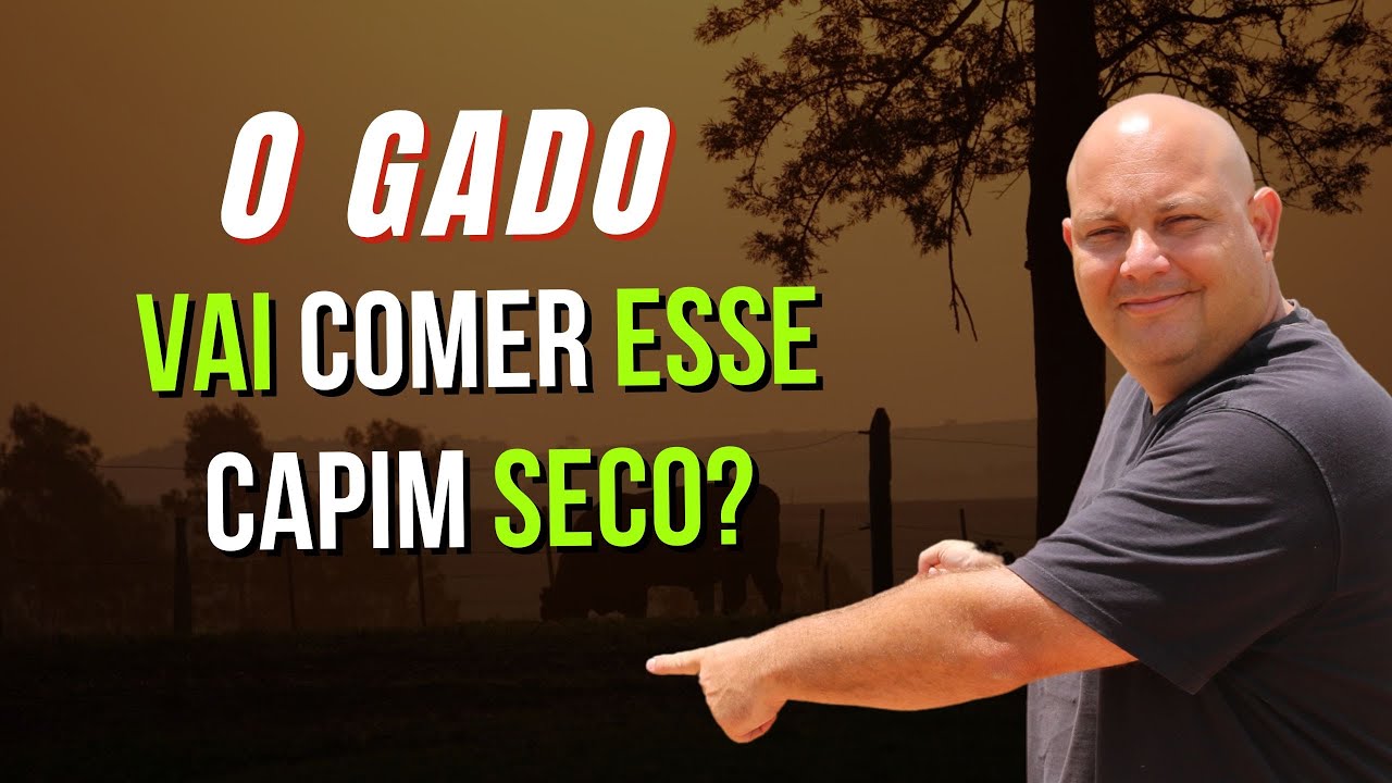 SERÁ QUE O GADO VAI COMER ESSE CAPIM SECO? | PROF MARCELO COSTA