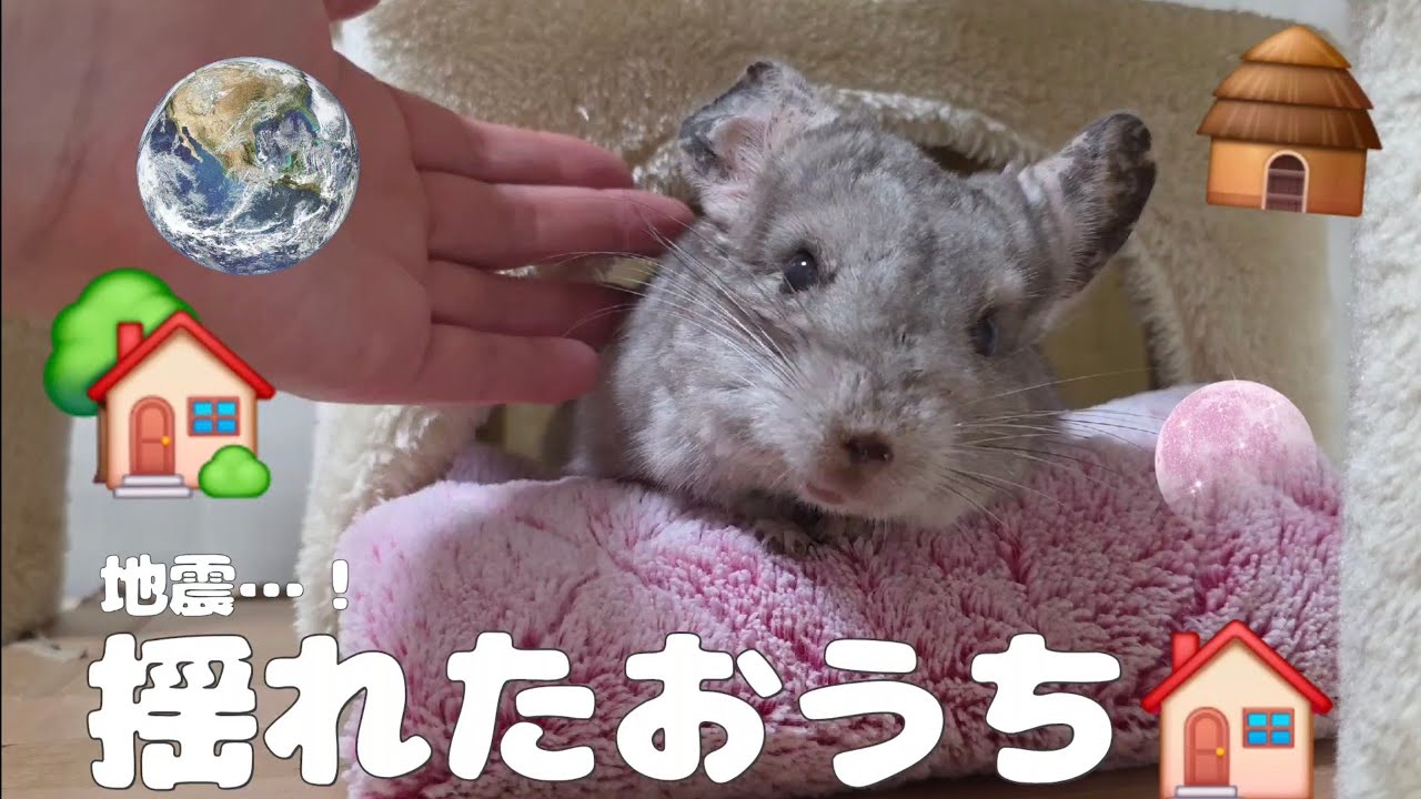 【第143湯】揺れたおうち🏠／チンチラ家族久々の地震に驚いたね…な日Chinchilla family surprised by first earthquake in a long time