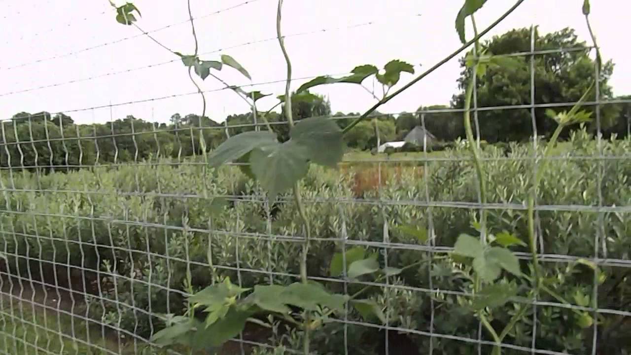 Как растёт хмель