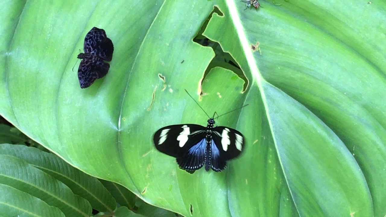 ドリスドクチョウHeliconius doris &... エル・カプリチョ 2018/10/24 El Capricho Napo, Butterfly of Ecuador
