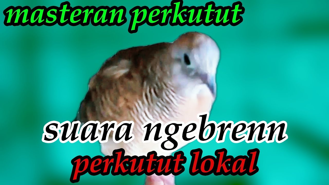 Perkutut Lokal Gacor Pancingan Ampuh#Perkututlokalgacor#kutut#perkututbangkok#masteranperkutut