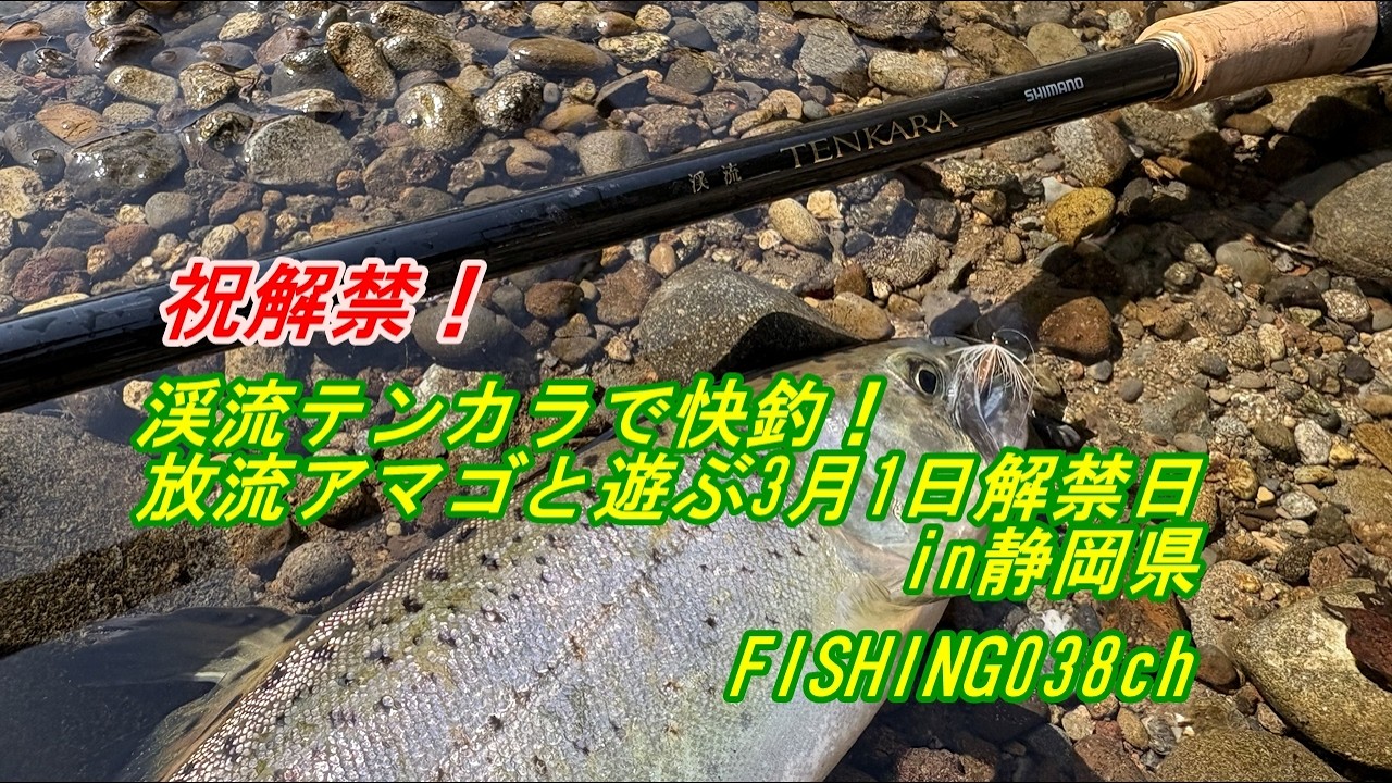 渓流テンカラで快釣！放流アマゴと遊ぶ3月1日解禁日in静岡県