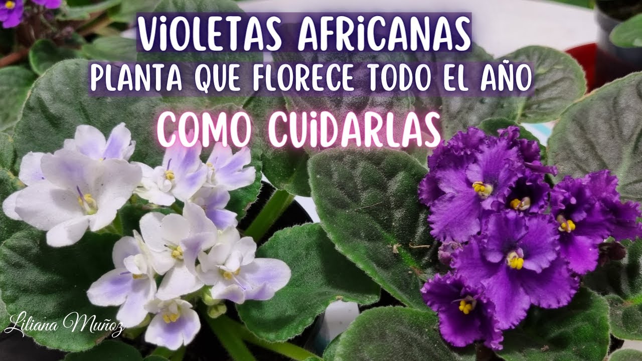 VIOLETAS AFRICANAS COMO CUIDARLAS/Liliana Muñoz