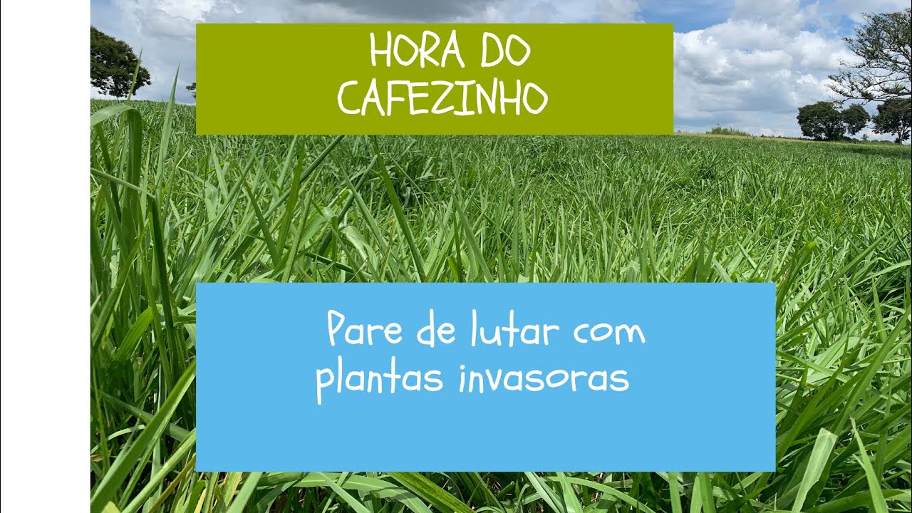 PARE DE LUTAR CONTRA PLANTAS DANINHAS! Hora do cafezinho