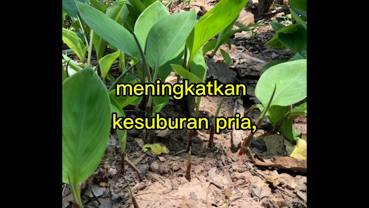 Manfaat temu kunci#manfaattumbuhandanbuahbuahan#manfaat #fypシ 